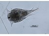 Photo of Cirripedia: larval stages